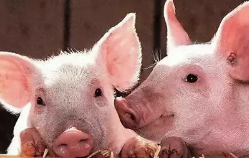 我国发现新型重组猪流感病毒，该病毒的传播率有多高？