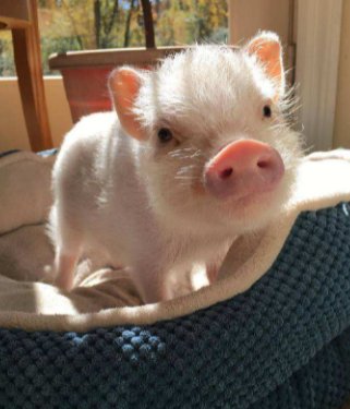 性格多变，总是喜怒无常的生肖，是哪些生肖呢？