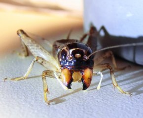 怎么才能让蟋蟀打架?