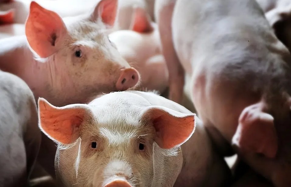 国家发改委两天三次出手稳猪价,猪肉价格持续上涨的原因是什么?