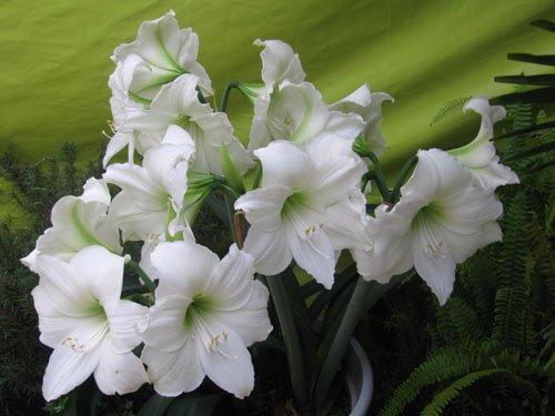 天香百合的植物