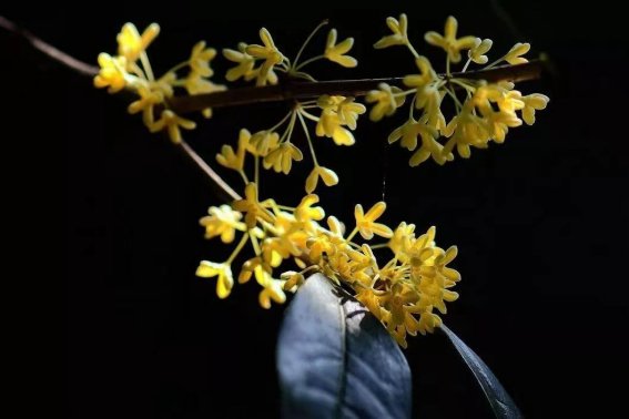 用金桂飘香造句