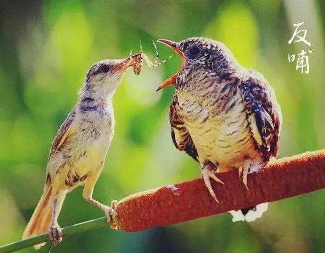 表示报答恩人的成语有