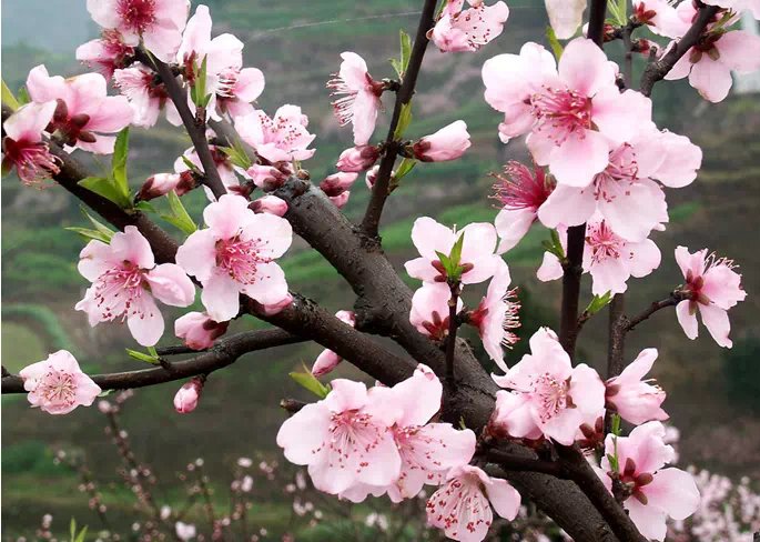 生理是指哪些方面