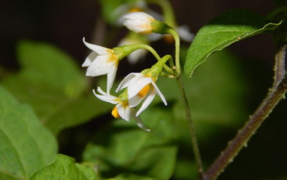 什么花在不同的时间开放?