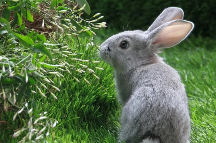 兔年祝福语八字