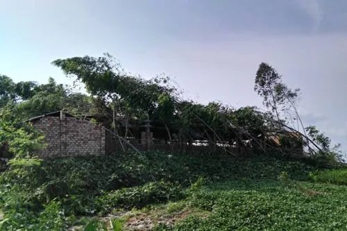 大风突袭沈阳,倒了近300棵树,此次极端天气是如何形成的?