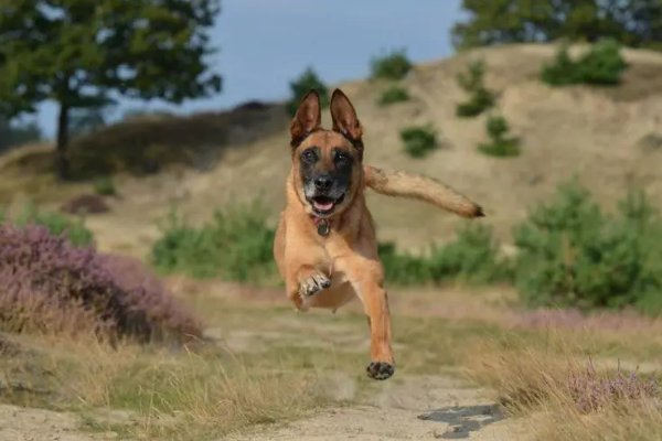 犬和狗有什么区别