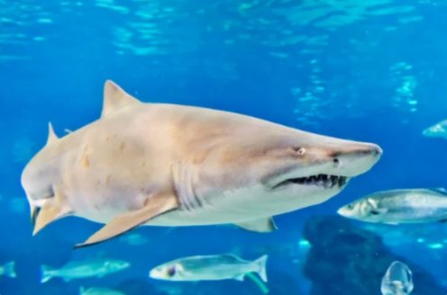 十大变异鲨鱼有那些？