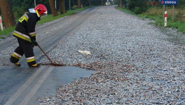 世界各地下过哪些“动物雨”，这些动物雨是如何形成的？