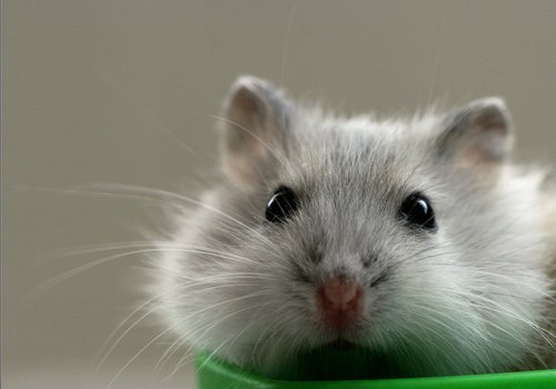 Hamster是什么意思？