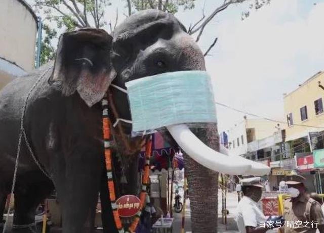 马云第3批非洲物资到位，印度警察为什么要给大象戴口罩？
