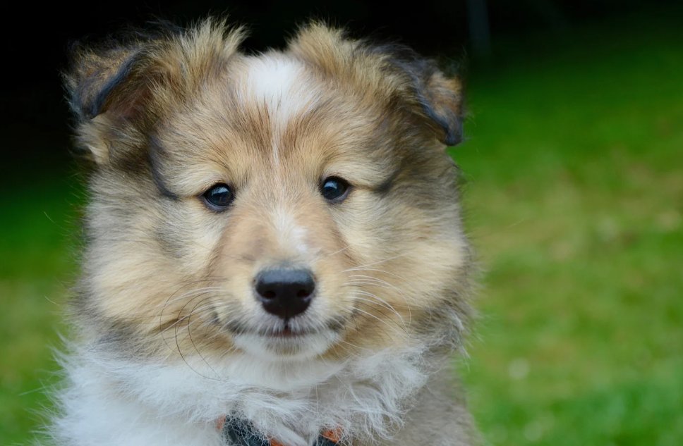 俯仰之间打一正确生肖动物