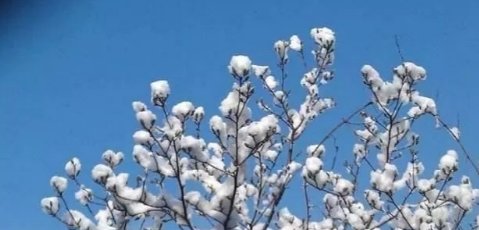 千树万树梨花开描写的是什么季节