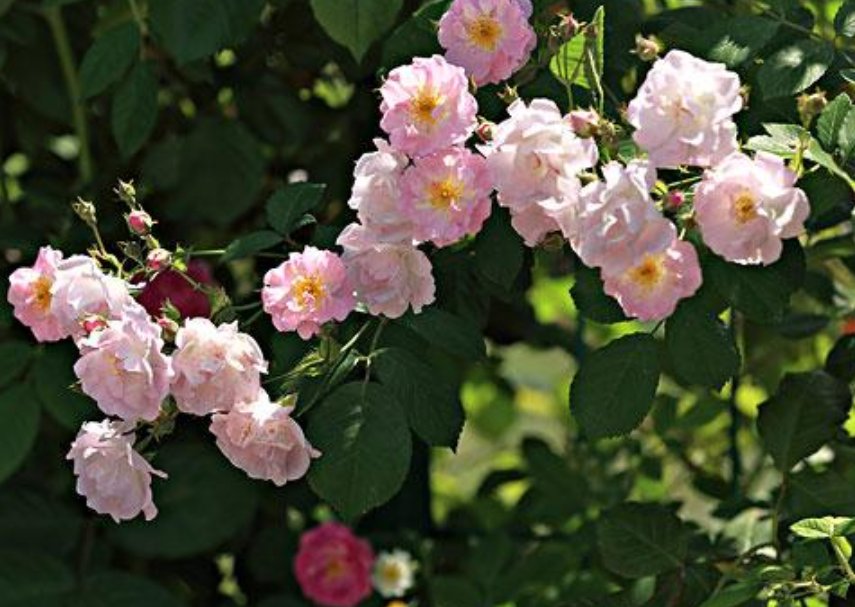 什么花在不同的时间开放?