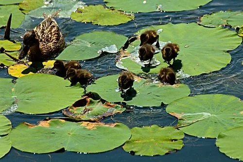 小鸭子在河水中游泳仿写句子