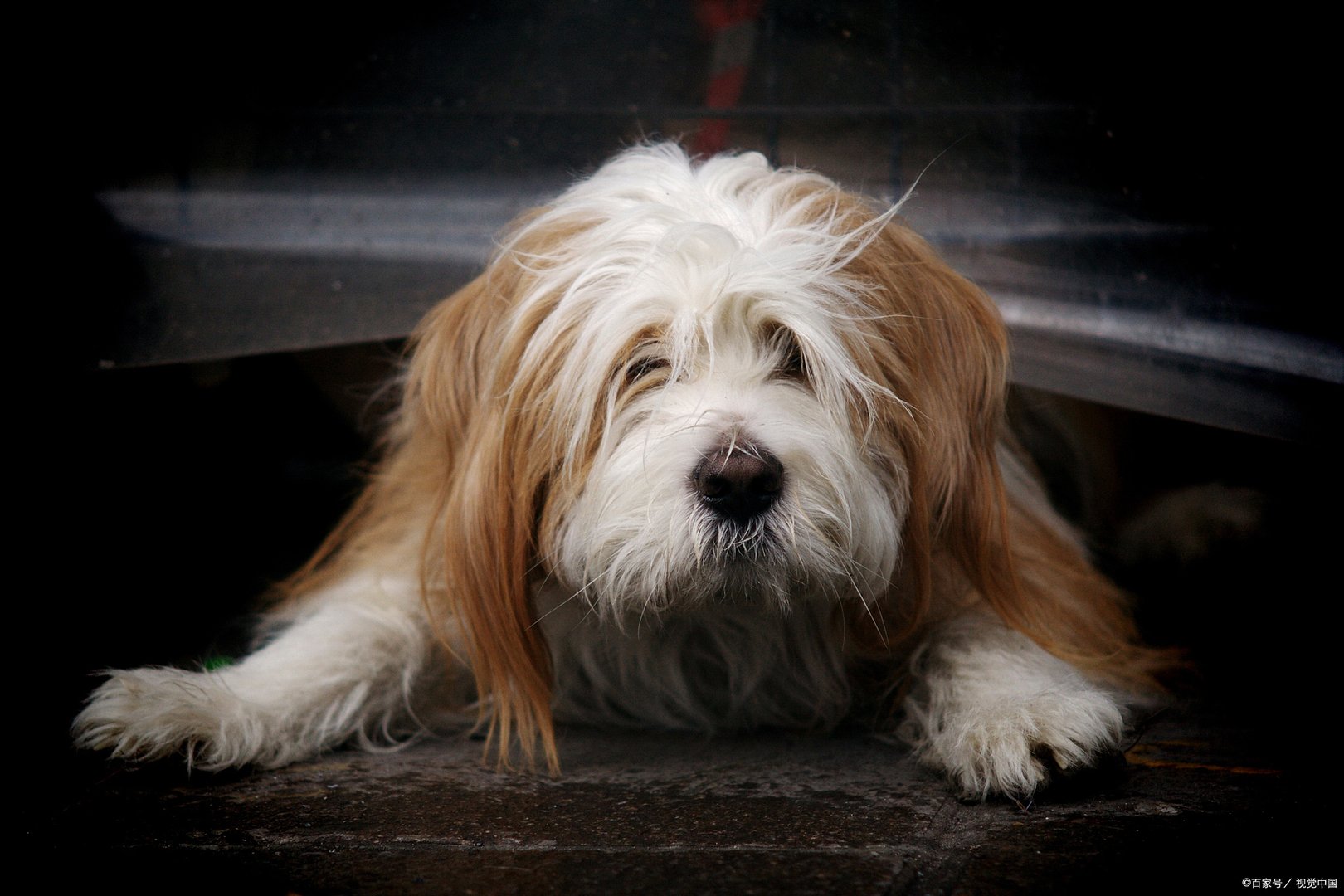 正确掌握配种期，是提高受胎率的关键，那么藏獒配种知识你知道吗？